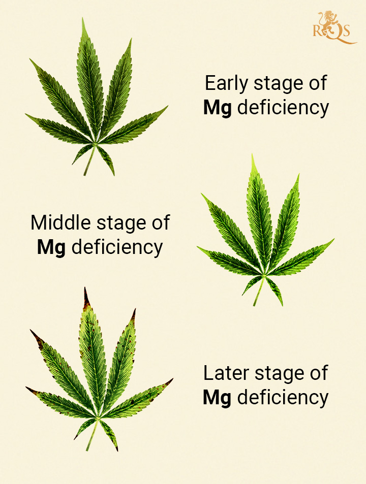 Cal Mag For Cannabis All You Need To Know RQS Blog   Mg Deficiency 2 